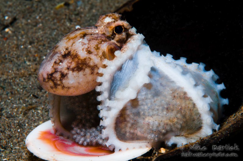 Octopus on eggs