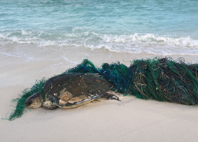 sea turtles