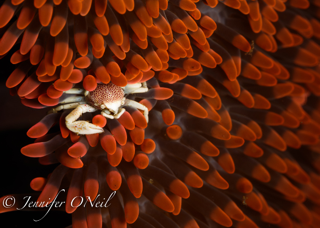 In an ongoing series, we’ll chat with prominent and up-and-coming underwater photographers. Today we sit down with Jennifer O’Neil.