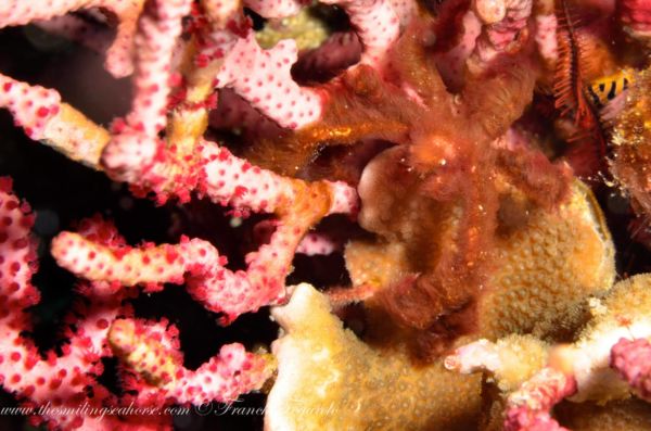 Macro life in the mergui archipelago orangutan crab