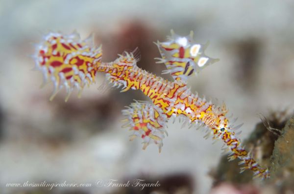 Macro life in the Mergui Archipelago ghost pipefish