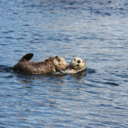 Sea Otters