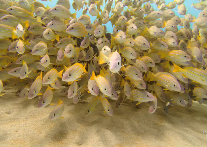 Paralenz Dive Camera