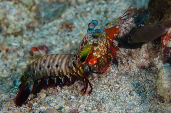 peacock mantis shrimp