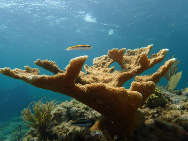elkhorn coral