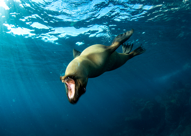 Underwater Photography