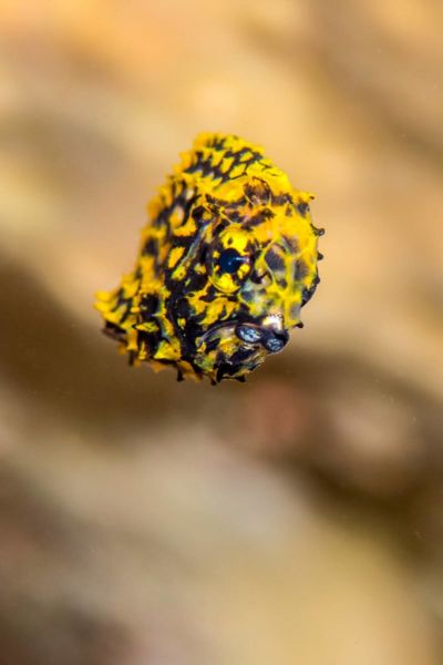 pinecone fish