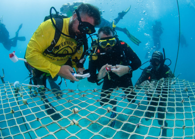 planting coral