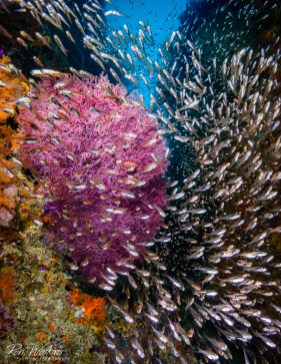 Puri Pinnacle in southern Raja Ampat, Indonesia has several cuts that are teaming with colorful coral, sea fans and if you are lucky, lots of anchovies. It is fun to watch them all move and instantly change direction with each other. Shot with: Nikon D800 with 16-35mm at f/10, 1/320, ISO 200 in Sea&Sea housing and dual Sea&Sea YS250 strobes