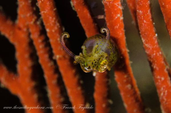pygmy squid