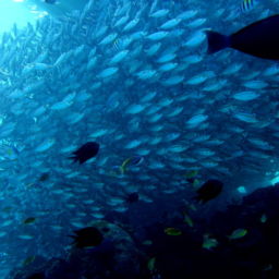 Raja Ampat