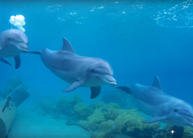 red_sea_dolphins_featured