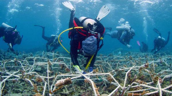 MARRS Reef Stars