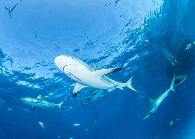 Safe Behavior Around Sharks