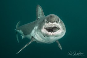 I photographed the elusive salmon shark (cage-less) in the low visibility of Port Fidalgo, Alaska. It’s important to capture images of these sharks because people must know about this species of shark and its struggle to survive. Shot with: Nikon D800 with 16-35mm at f/10, 1/200, ISO 400 in Sea&Sea housing and dual Sea&Sea YS250 strobes