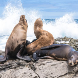 Scuba Diving in San Diego