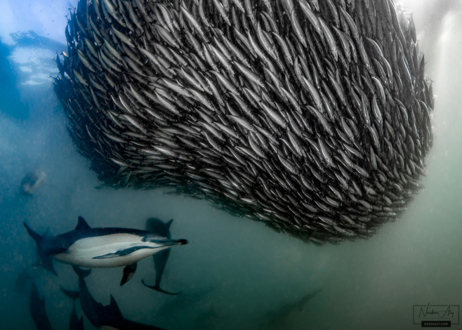sardine run