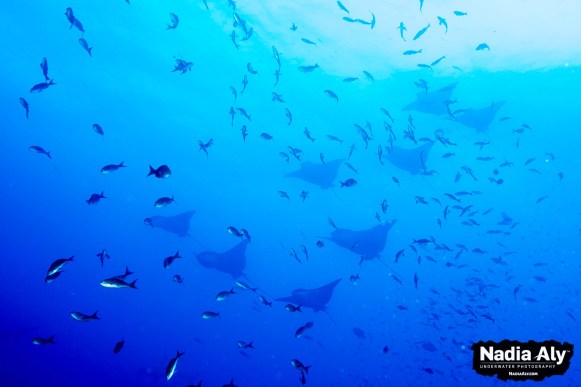 Schools of rays, such as these eagle rays, are not uncommon at many Galapagos dive sites if you time your visit right. Photo credit: Nadia Aly