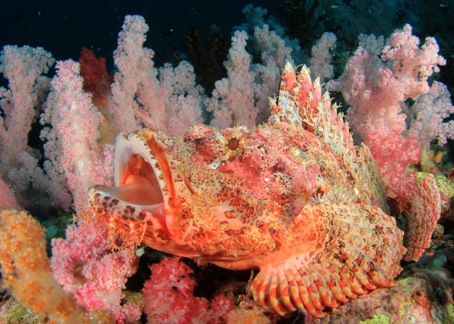 scorpionfish