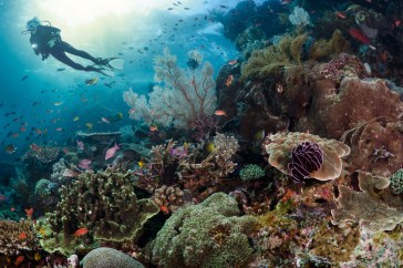 scuba diving