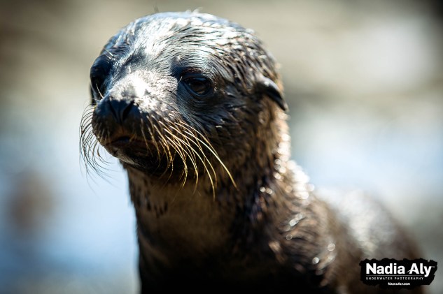 North Seymour Island is home to plentiful sea lions, from this tiny pup to imposing bulls. Photo credit: Nadia Aly
