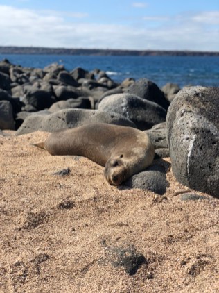 A sea lion sunbathes on the sand at North Seymour Island. Photo credit: Rebecca Strauss
