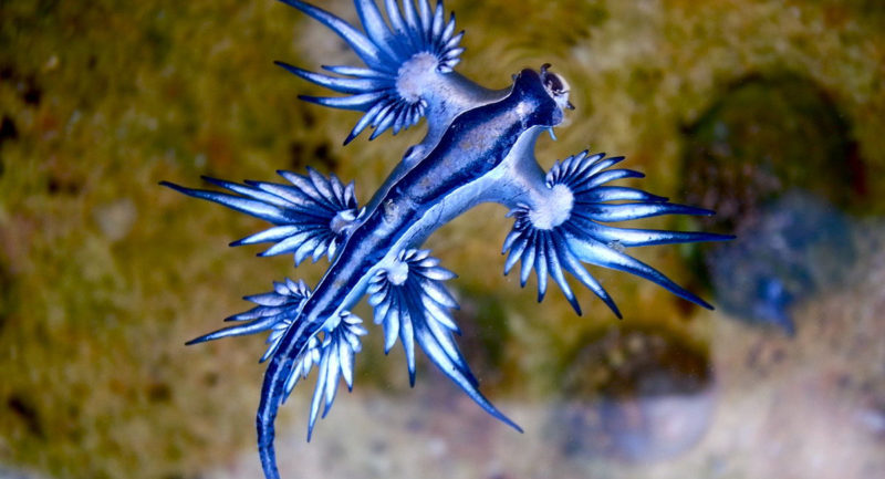 glaucus Atlanticus