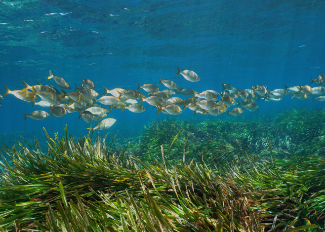 seagrass dive community