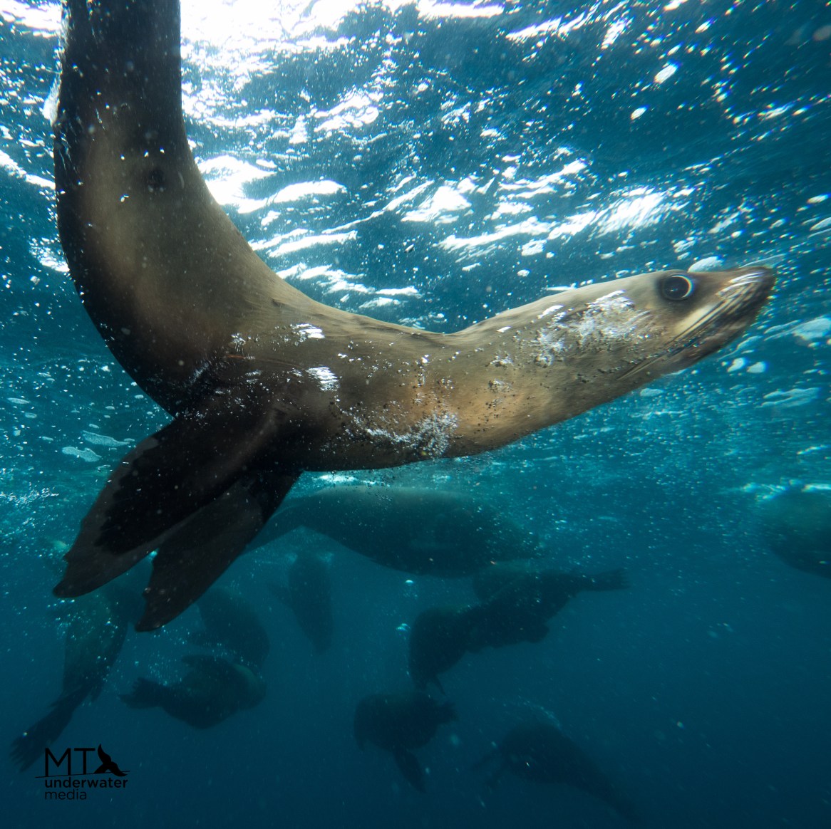 Seal