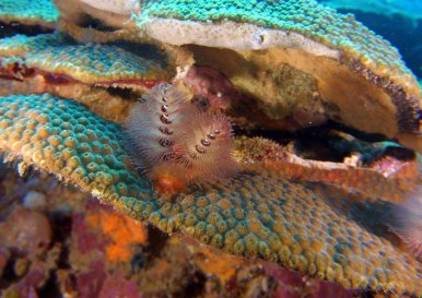 SeaLifeMicro2-ChristmasTreeWorm-Bernd-StLucia-Oct7-2015