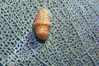 SeaLifeMicro2-FlamingoTongue2-Bjorn-StLucia-Oct7-2015