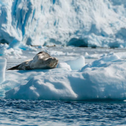 dive with seals