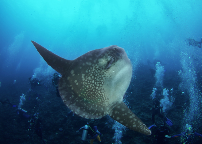 September dive destinations