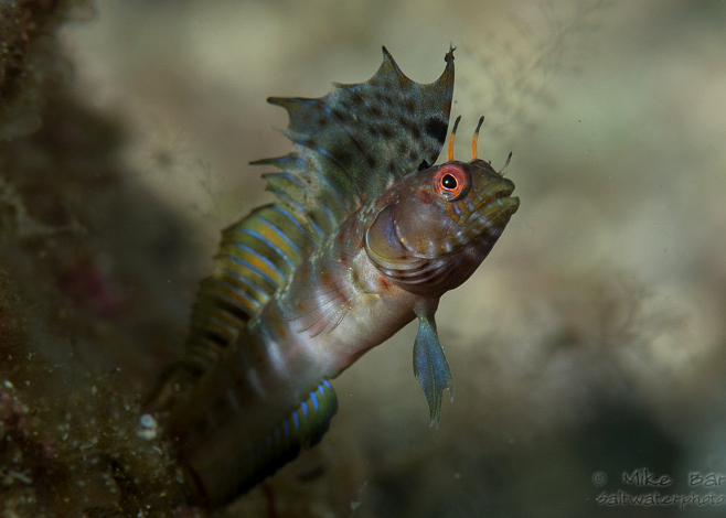 Underwater Photography