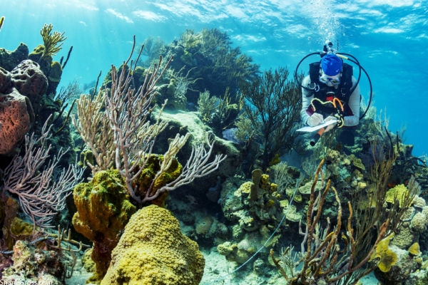 Bahamas coral reef
