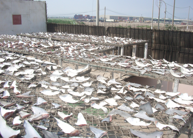 shark finning