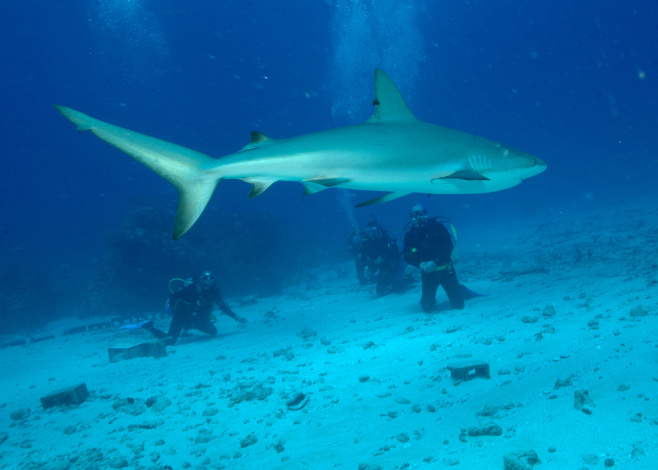 Shark Diving Tips