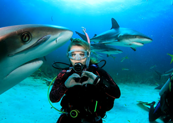 Shark Feeding Dives