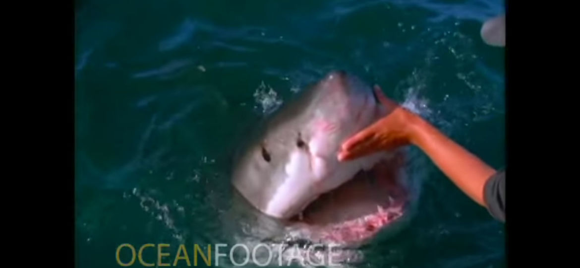 sharks