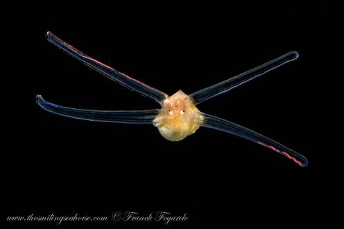 blackwater diving in Thailand