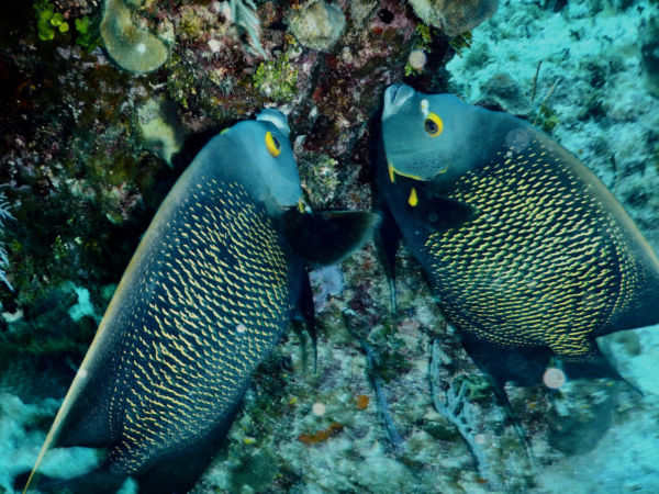 french angelfish