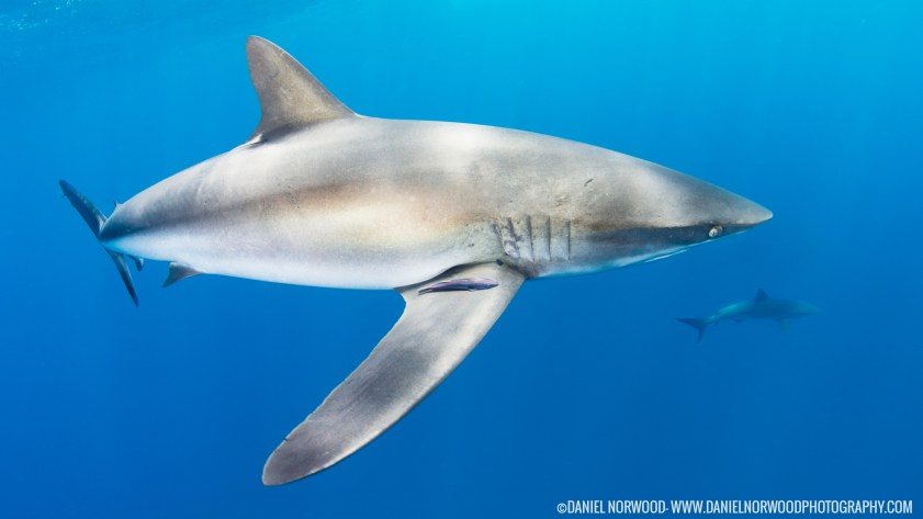Silky sharks are frequent visitors near the boat as well as on dive sites around the islands. Photo credit: Daniel Norwood
