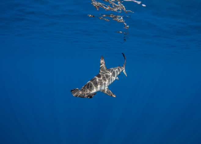 smooth hammerheads