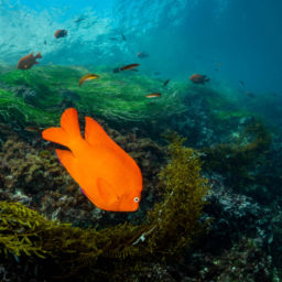 southern california sea life