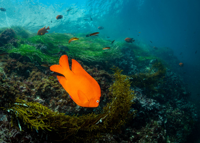 southern california sea life