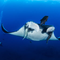 best diving in socorro
