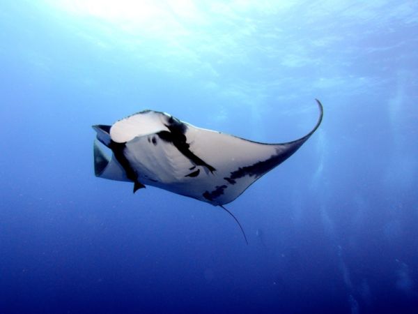 Socorro Island manta
