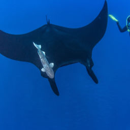 Socorro Island manta