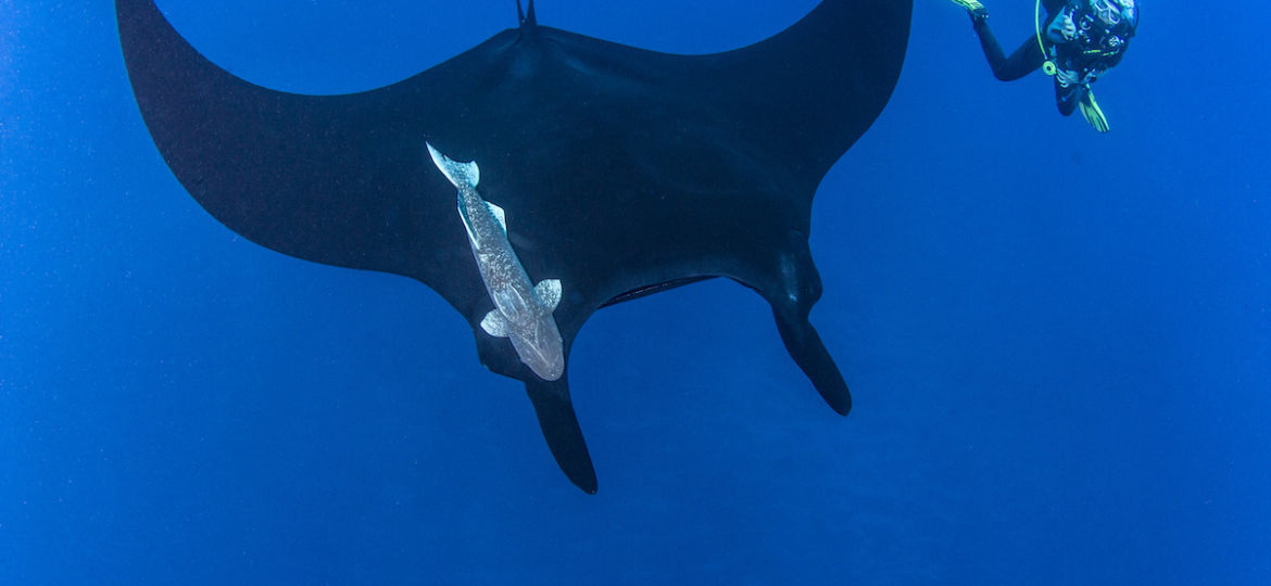Socorro Island manta