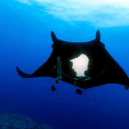 Largest Ocean Reserve in North America